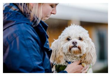 Rspca dogs for sales rehoming near me